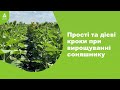 Як забезпечити високий урожай соняшнику? #Агроподорож ADAMA.