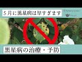 【バラの病気】黒星病の治療と予防