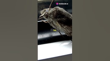 The First Computer Bug: A Moth! #bug #shorts #viral #trending