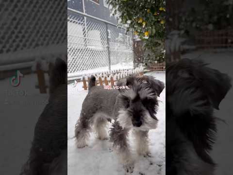 【ミニチュアシュナウザー】珍しく雪積もってるよ。2025年2月7日9時なう⛄️🐕‍🦺#大雪警報 #水道管 #凍結 #注意⚠️#ミニチュアシュナウザー #レミオ #粉雪