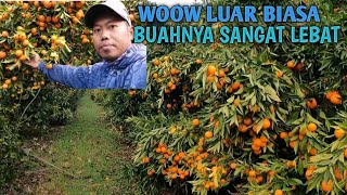 Seperti ini kebun jeruk di New zealand buahnya padat.
