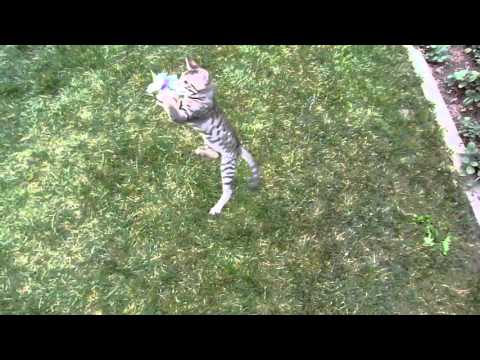like a prayer ✨Kitty Likes To Move It✨FLASHKITTY🐯⚡️⚡️⚡️1080p