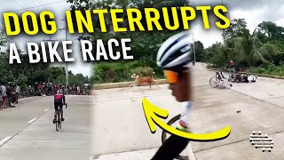 Dog Interrupts a Bike Race Sametime Bikers on Both Sides Crash