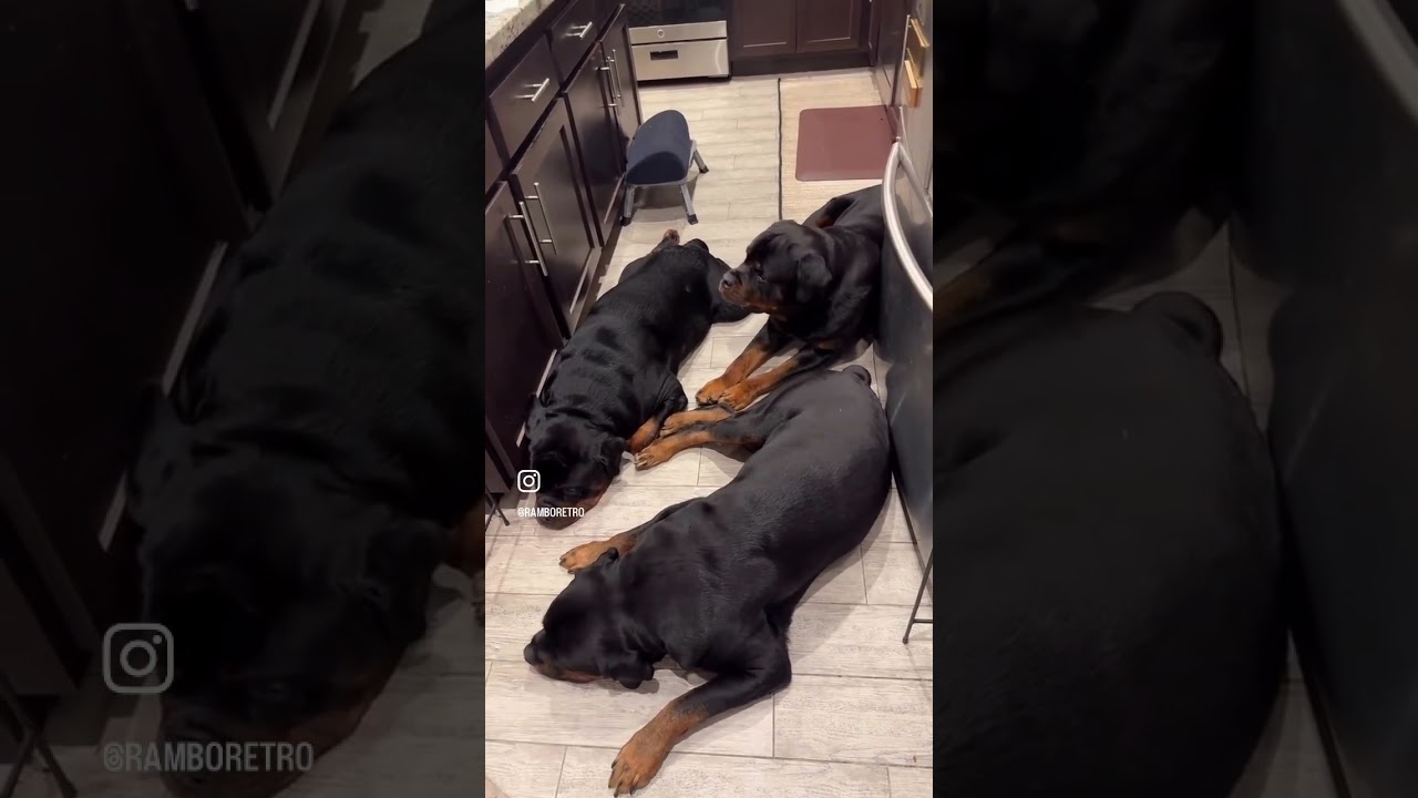 The 5 Rs food diet!🐶🐶🐶🐶🐶💯#fypシ #dog #influencer