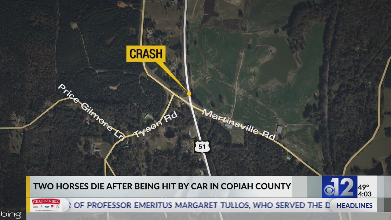 Two horses die after being hit by car in Copiah County - YouTube