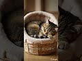 😻 The Cutest Sleeping Cat Ever! #CatLovers #CuteAnimals #Shorts