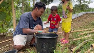 EXSPRESI ANAK2 LUCU SAAT PERTAMA KALI PANEN TERONG UNGU DI RUMAH POHON