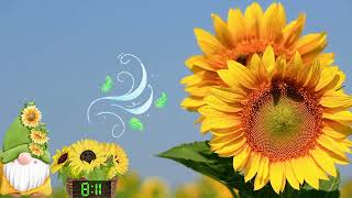 15 Minute Timer Sunflower with Calming Relaxing Jazz Music! screenshot 5