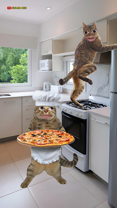 cute cat wants to poop #funny #cat