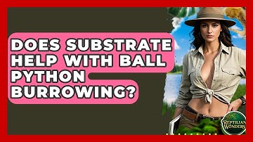 Does Substrate Help With Ball Python Burrowing? - Reptilian Wonders