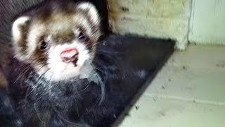 ferrets making a mess at fireplace by channel4ferrets 1,569 views 11 years ago 36 seconds