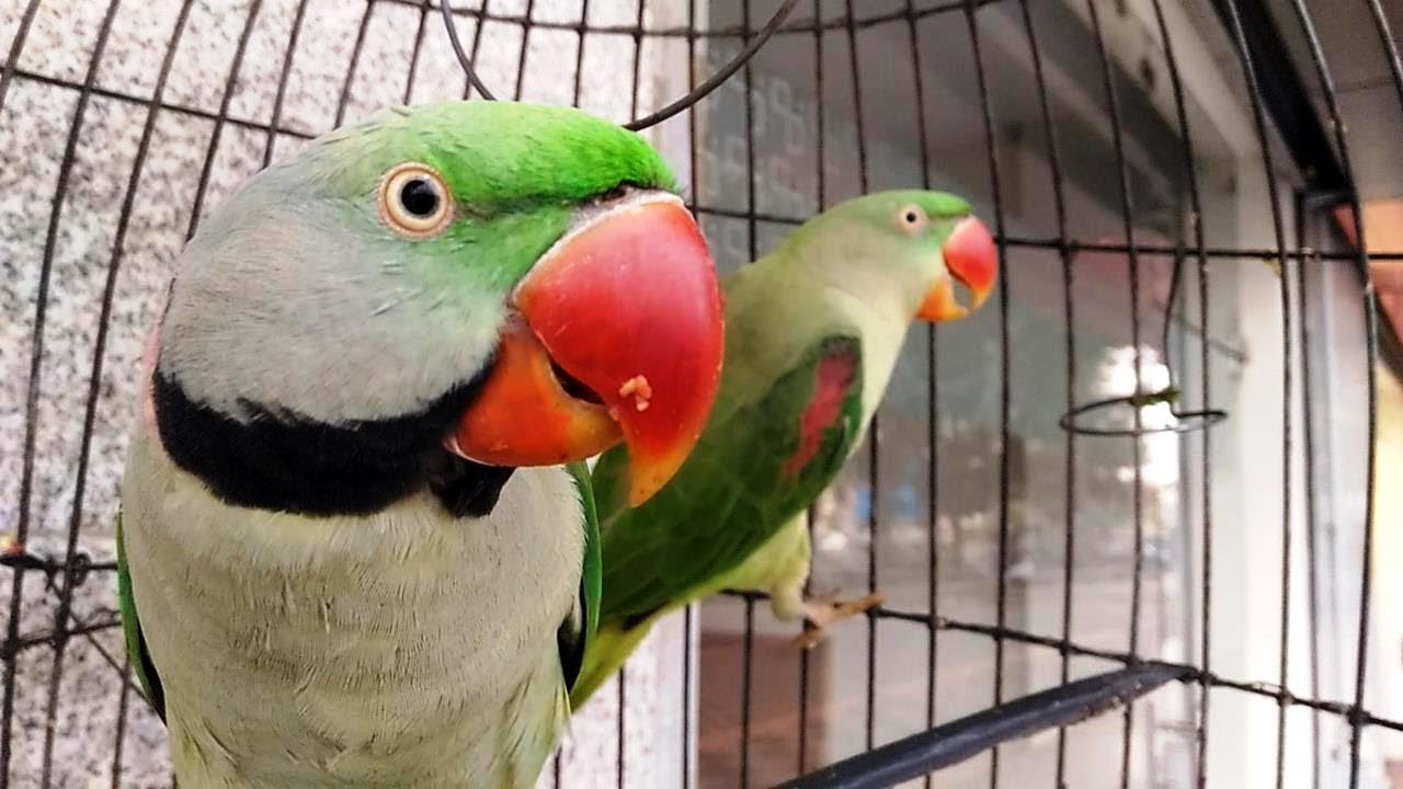 two parrots in a cage - YouTube