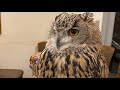 ふくろうママのフクロウライブ