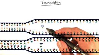 Copy - Tales from the Genome
