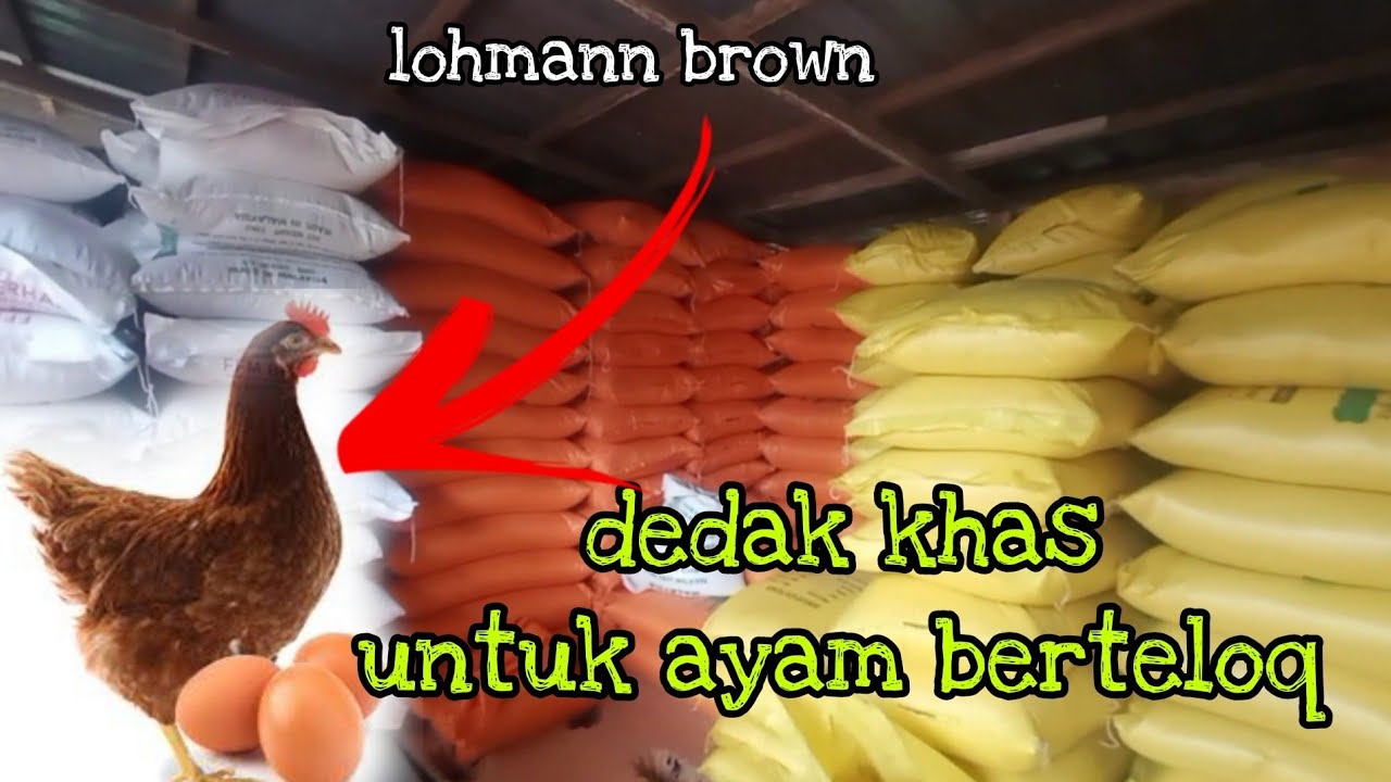 [Episod872] nak bagi dia berteloq kena bagi dedak khas lah pulak..😄