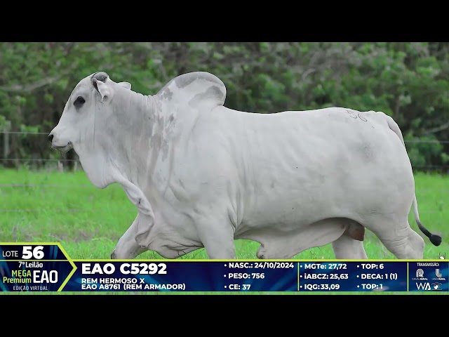 LOTE 56