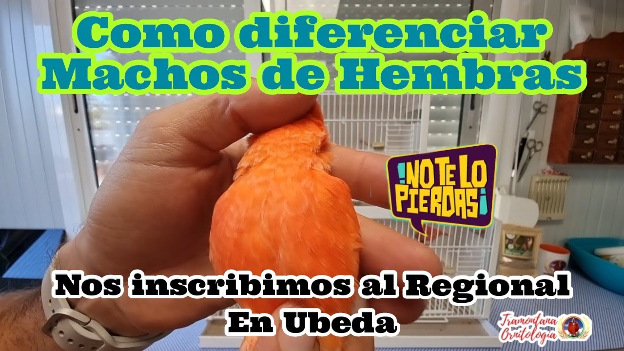Como diferenciar Machos de Hembras y nos vamos para Ubeda.