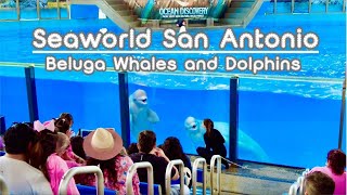 Ocean Discovery (Full Show) - Beluga Whales and Dolphins🐬- SeaWorld San Antonio 4K 2024.04 60fps