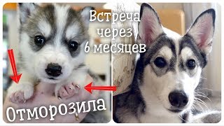 До и После! Щенок хаски отморозила лапки. Встреча через 6 месяцев. До и После! Щенок хаски отморозила лапки. Встреча через 6 месяцев.