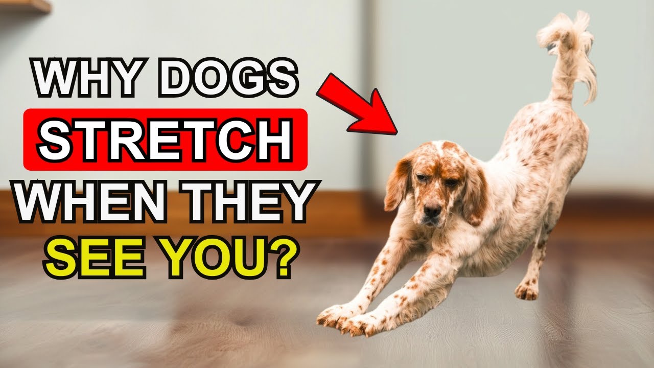 Does Your Dog Stretch When They See You?  🚩 Decoding 10 behaviors and their true meanings!