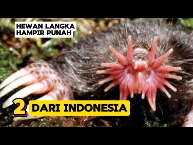 Hewan paling langka di Dunia||2 dari Indonesia.The Rarest Animal In The World||2 from Indonesia. class=