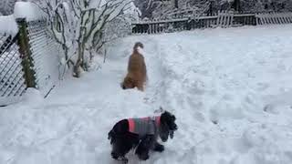Puppy Plays In Snow