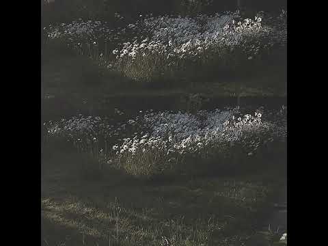 Dos Gardenias (Isolina Carrillo)