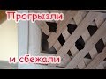 Большой закуп в ЗООМАГАЗИНЕ. Пропали Лучик и Лаки...