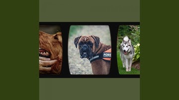 Remarkable Backdrops for Dog Calming