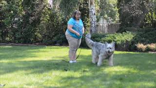 Angel's Service Dog Training   SD 480p by DireWolf Dogs of Vallecito, LLC 265 views 2 years ago 5 minutes, 56 seconds