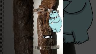 THE POOP WORLD RECORD.. #shorts #didyouknow #history #trending #tiktok #worldrecord #animatiom #fyp