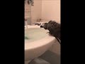Попугай Жора плюётся в ванной