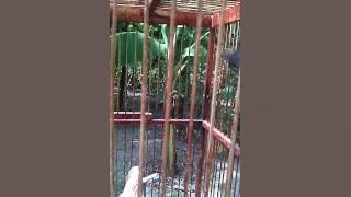 Ciblek ku john pangestu master super