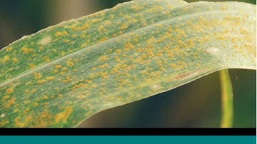 How to use Field Health Imagery (June 2018)