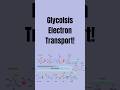 🧬 Glycolysis & Electron Transport Explained | Why It Matters to Your Body! ⚡