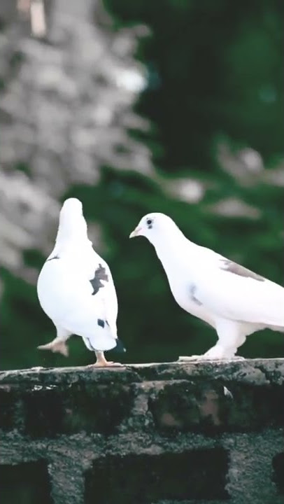 payare kabutar pakasi