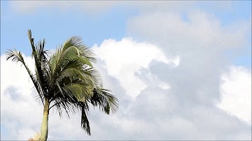 palm tree & the clouds