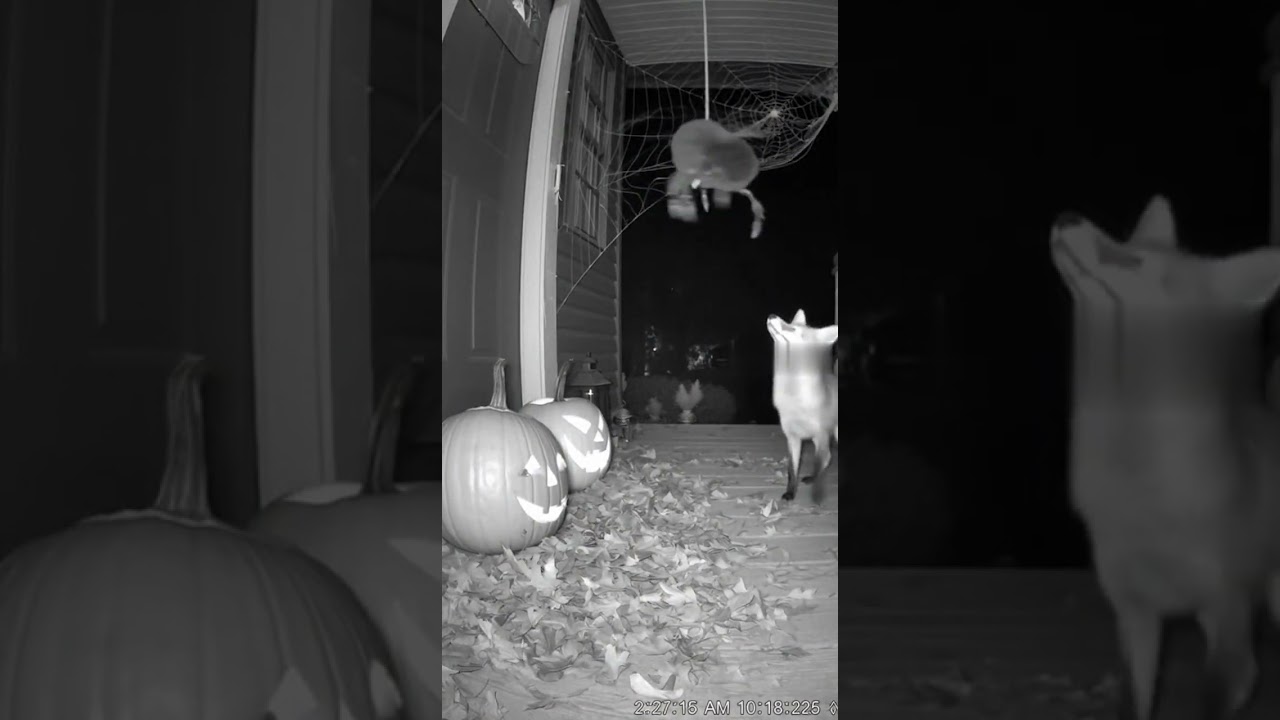 Halloween Animals Prank | CCTV 