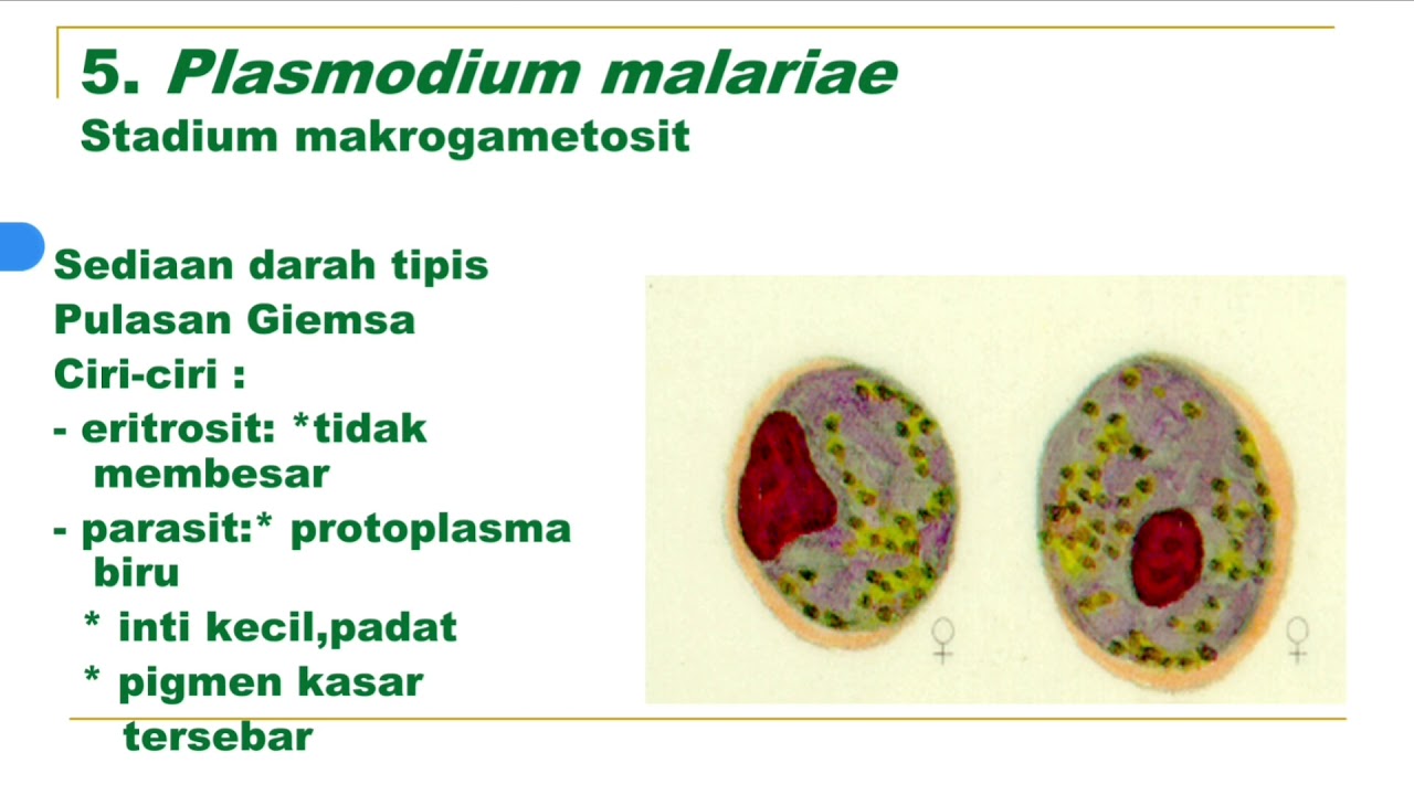 Plasmodium fertőzés forrása