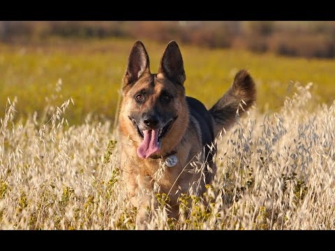 Video: 7 koiran allergioiden yhteisiä eläinlääketieteellisiä hoitoja