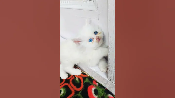 Video 9730681: cute doll face kitten, kittens cute blue eyes, kitten cute black