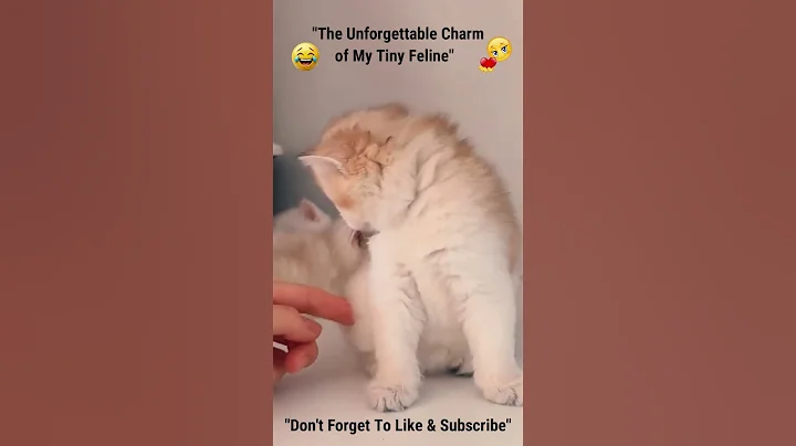 Video 11216941: laugh kittens cute cats, kitten cat funny laugh, kitten enjoying, cutest kitten