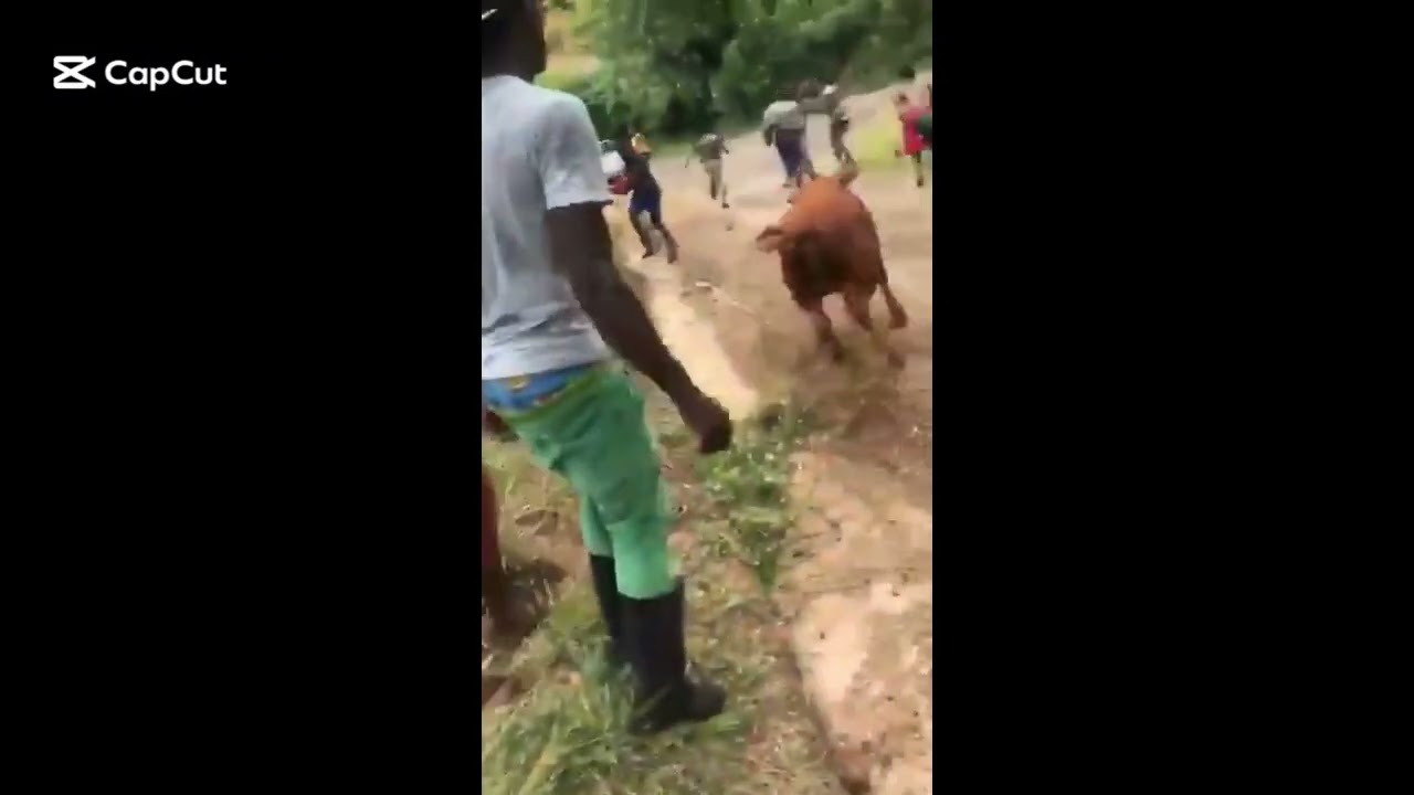 But it’s edited: People chased by cow LOL
