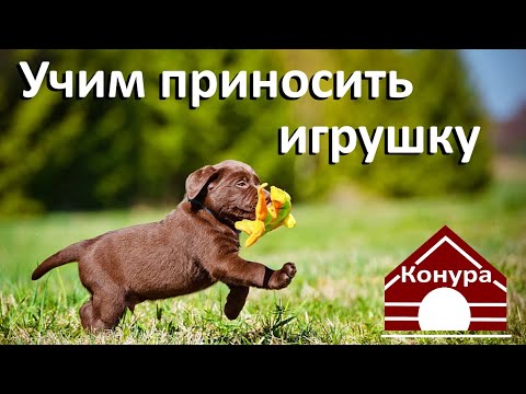 Как научить щенка приносить игрушку, Дрессировка щенка лабрадора