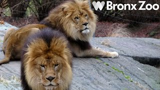 Bronx Zoo Tour & Review with The Legend