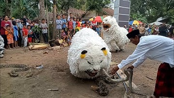 SERAM...ATRAKSI CAN MACANAN MEMAKAN ULAR PITON BESAR