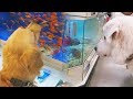 Trip to the pet store  reacting to other animals scs 114