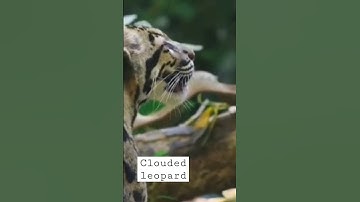 CLOUDED LEOPARD #shorts #viralyoutubeshorts #bigcat #nature #naturephotography #wildlifephotography