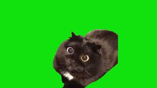 Cute Cat With Big Dilated Pupils Meme Green Screen Chroma Key Template