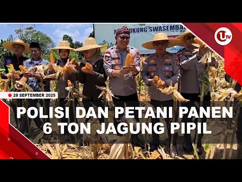 POLSEK BINTAN TIMUR DAN PETANI PANEN 6 TON JAGUNG PIPIL | U-NEWS